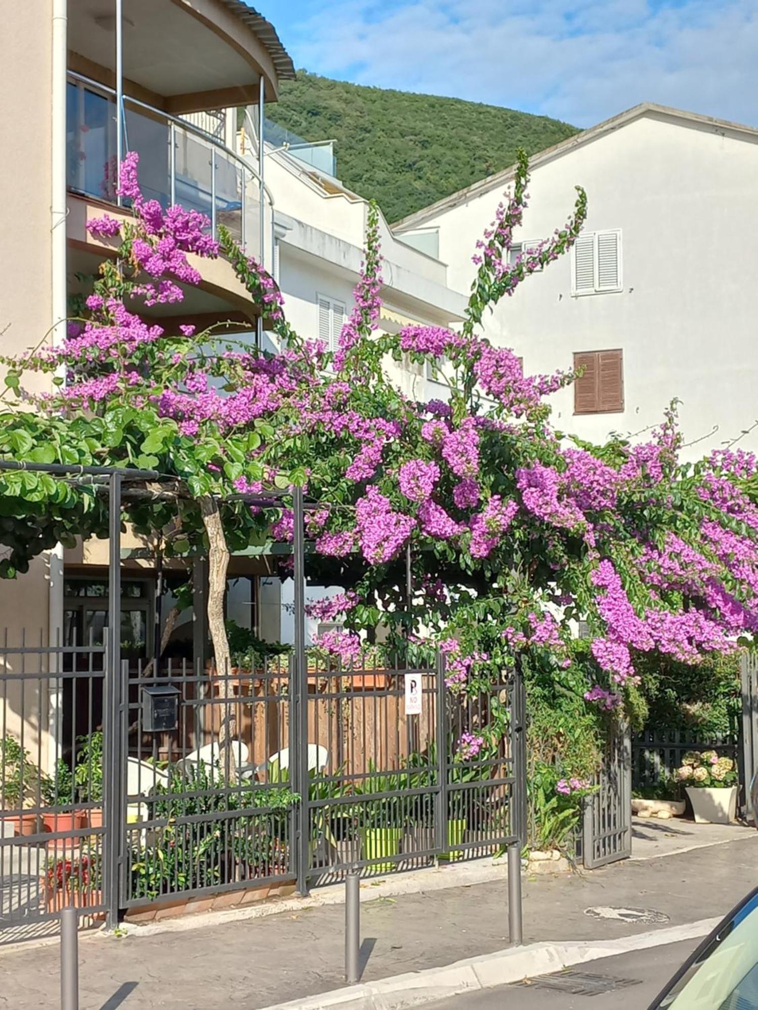 Egon Apartments 부드바 외부 사진